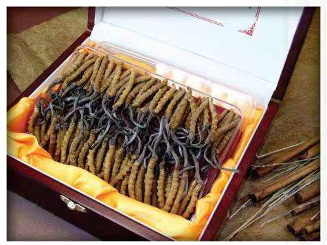 解放冬虫夏草回收